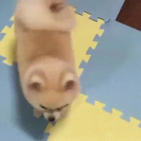 덤벼 강아지 화난 눈썹 앵그리 화가난다 화났다 열받아 화남