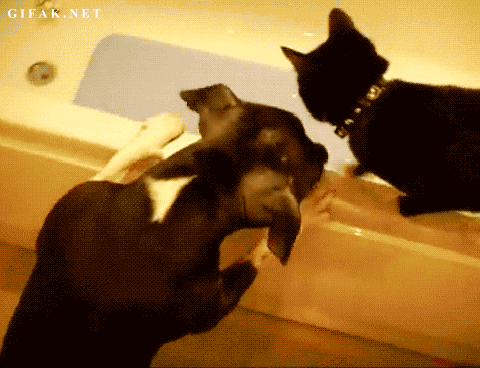 난모름 미끌 강아지 고양이 야 내가 안했음