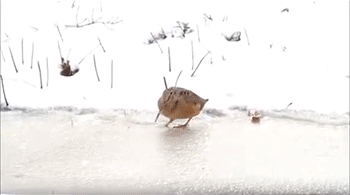 둠두둠칫 새 얼음 춤 겨울 눈