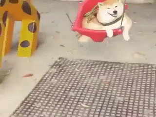 시바 시바견 개그네 그네 탄다 강아지 개 웃음 미소 개웃김