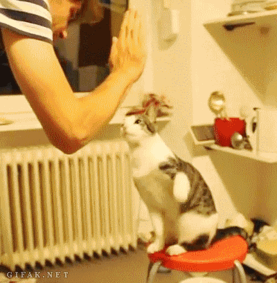 하이파이브 고양이 귀여운 냥이 동물