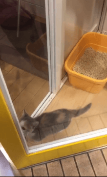 캐귀념 고양이 귀여운 냥이 팔짝팔짝 애교 팔짝 동물