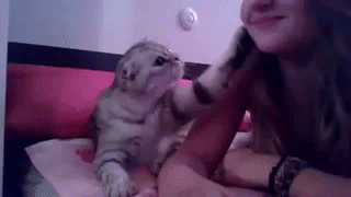 뽀뽀뽀 고양이 키스 뽀뽀 심쿵 귀여운 냥이 전생에 남자