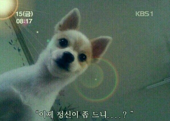 강아지 걱정 정신 이제 정신이 좀 드니 개깜놀 눈떠보니 개가