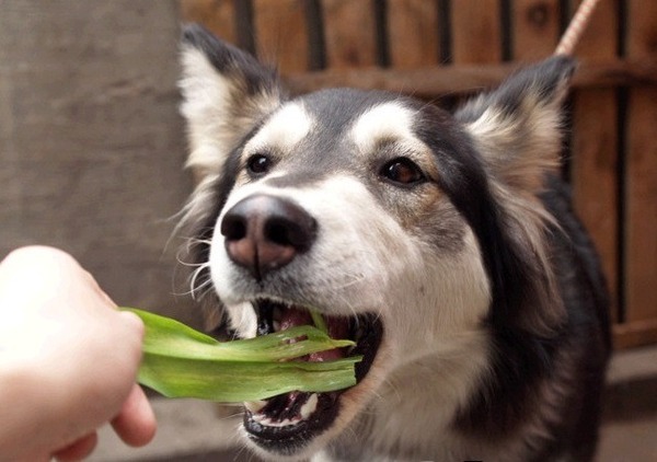 풀 뜯어 먹는 개 강아지 동물 헛소리 개소리 개풀뜯어