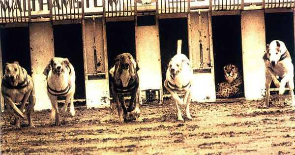 3초매너 치타 경주 3초준다 개경주 강아지 넘사벽 소름