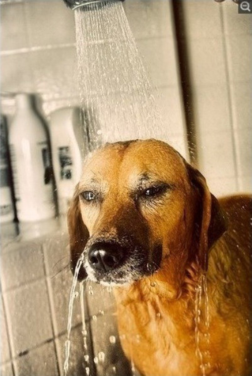 허세 개허세 샤워 표정 강아지 동물 사랑했던 너를 지운다 흐르는 물을 따라