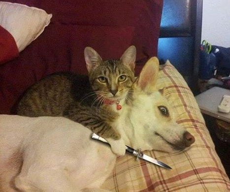 인질 고양이 강아지 칼 