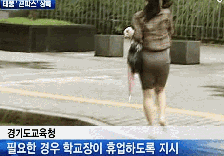 레전드녀 콘파스녀 전설 태풍 콘파스 상륙 꽈당녀 바람에 날려 넘어지는 여자