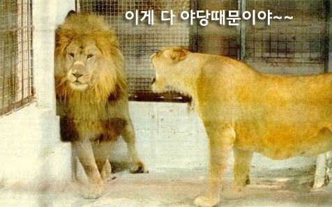 사자 암컷 야당때문이다 이게 다 야당 때문이다 정치 새누리 자유당 바른정당 쓰레기 패러디