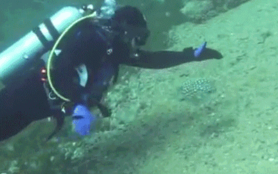 나 와났어 복어 표정