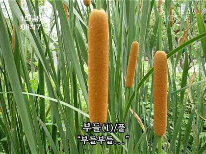 부들부들 부들풀 부들