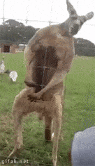 캥거루 일로와 일루와 깡패 근육 잡히면 죽는다 동물