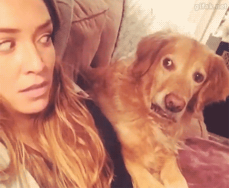 표정 황당 뭐냐 개 강아지 눈치 뭐냐 어쩌라고 개무시 개황당 개빡침