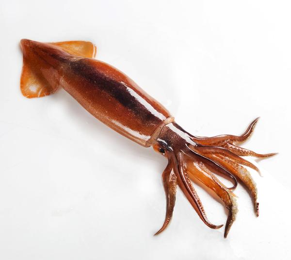 오징어 얼굴 못생긴 놀릴때 놀림 생오징어