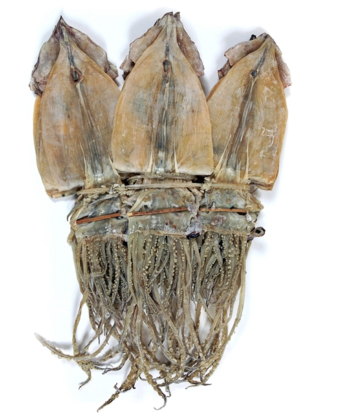 오징어 얼굴 못생긴 놀릴때 놀림 마른오징어 오징어포