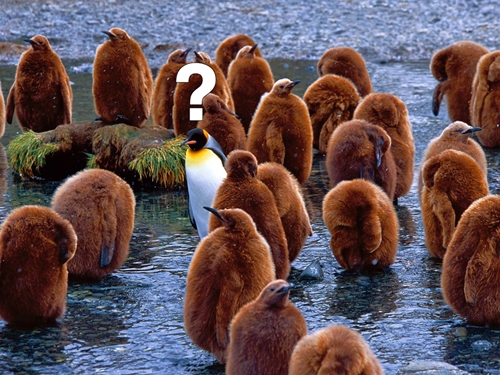 난누구 여긴어디 펭귄 황당 혼자 뜬금없는 여긴 어디