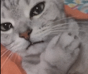 냥이 고양이 요염한 움짤