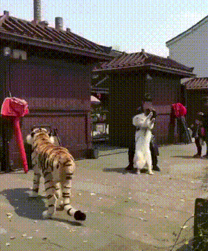 개당황 강아지 호랑이 처음본 도망 무서움 발버둥