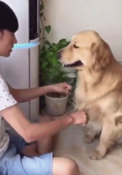 댕무룩 개무룩 시무룩 섭섭 강아지 동물 먹이 놀리는 좌절