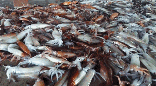 오징어 못생김 못생긴 못난 단체 사진 움짤