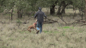 캥거루 사람 복싱 대결 호주 흔한 풍경 강아지 구하는