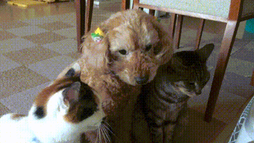 고양이 강아지 환경 중요성 냥이 개냥이 따라하는 동물 귀요미