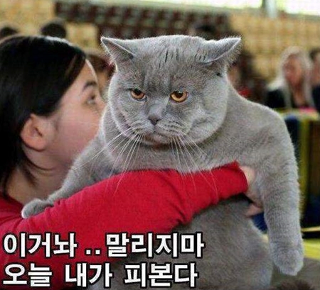 싸우자 말리지마 오늘 피본다 고양이 냥이