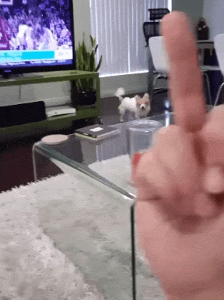 강아지 욕 손가락욕 공격 싫어 욕에 반응한는 댕댕이 멍뭉이 멍멍이 주인욕