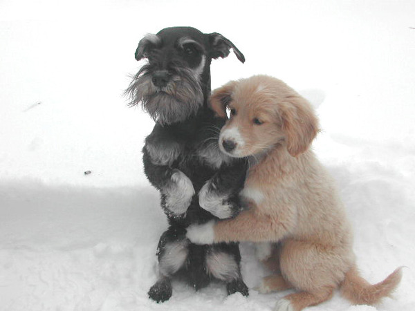 겨울 추워 영하 한파 상상불가 추위 얼음 눈 온도 강아지 두마리 서로 안고