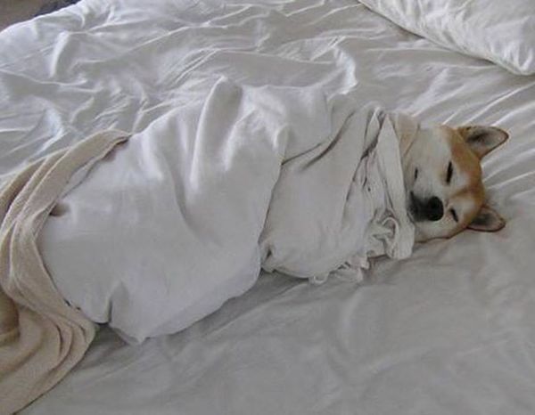 겨울 추워 영하 한파 상상불가 추위 얼음 눈 온도 강아지 시바견 이불 밖은 위험 침대