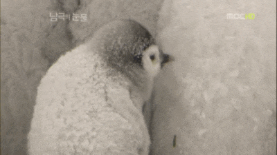 겨울 추워 영하 한파 상상불가 추위 얼음 눈 온도 남극의 눈물 펭귄 떨고있는