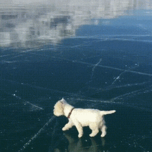 얼음위를 걸어가는 강아지 겨울 추워 영하 한파 상상불가 추위 얼음 눈 온도