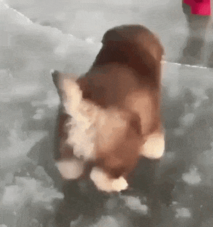 겨울 추워 영하 한파 상상불가 추위 얼음 눈 온도 강아지 얼음위를 뛰어다느는 귀여운