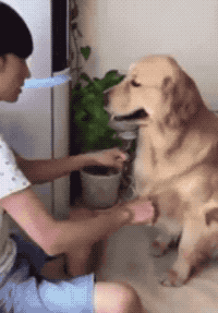 강아지 개 야바위 멘붕 좌절 먹이 당황 황당