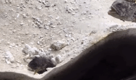 물고기 공격 옆집 흙뿌리는 