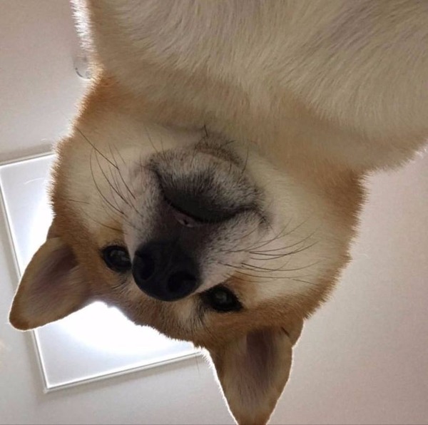 시바견 시바 셀카 쳐다본다 강아지 보기 위에서