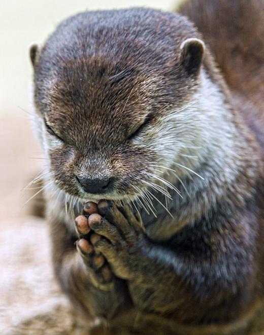 기도 수달 염원