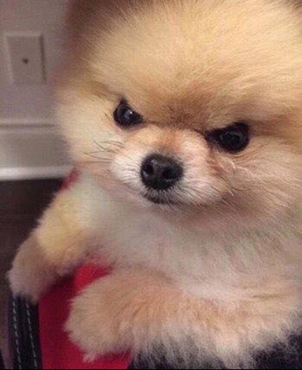 화남 화난 강아지 표정 열받아 인상