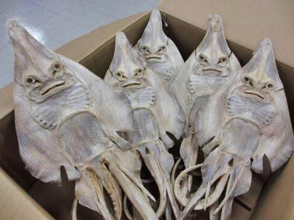 오징어 표정 화난 못생긴 못생겼어 못생김 니얼굴