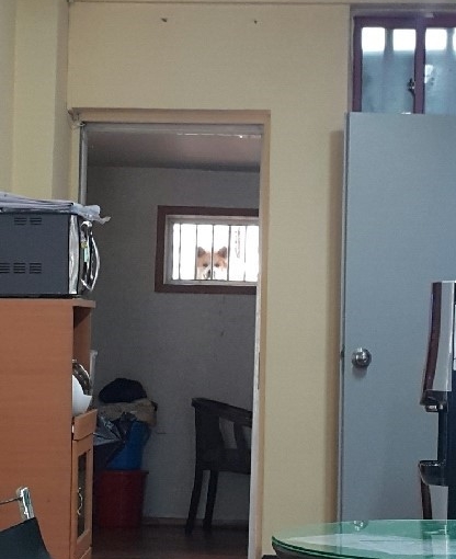 강아지 지켜본다 지켜보고있다 보다 시선 누군가 애잔