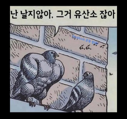 근손실 비둘기 날지않아 유산소 헬창 헬스 헬린이 근육