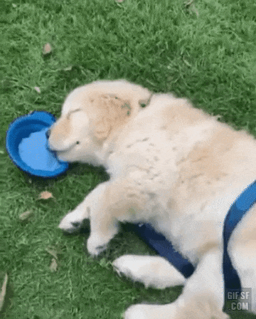 강아지 물먹는 누워서 귀차니즘 귀찮아 자면서 무상무념