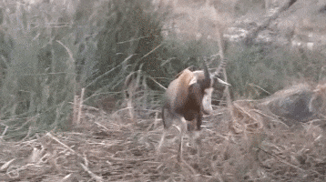 호랑이 사슴 무모 바보 공격 임팔라