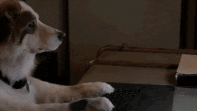 개 강아지 키보드 치는 모습 악플 자판 글자 입력