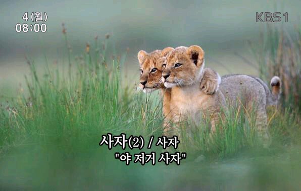 저거 사자 동물 지름 지름신 물건 구입 뽐뿌