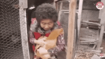 할머니 통닭 백숙 닭 반전 집에가자 토종닭 백숙행