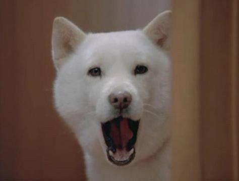 개 강아지 입벌리는 황당 바보 놀람 노답 개소리