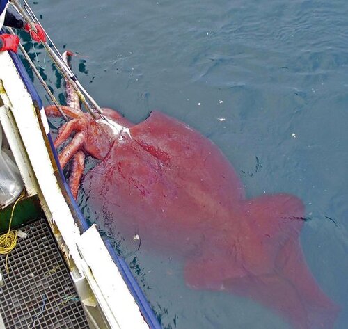 대왕오징어 오징어 큰오징어 못생김 못생긴 너희들