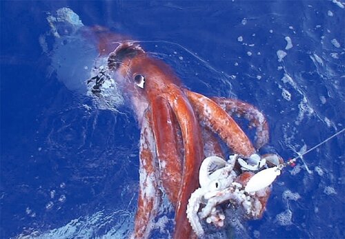 대왕오징어 오징어 큰오징어 못생김 못생긴 너희들 왕오징어 심해 괴물